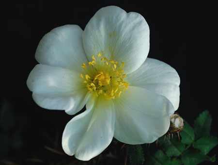 Rosa Pimpinellifolia