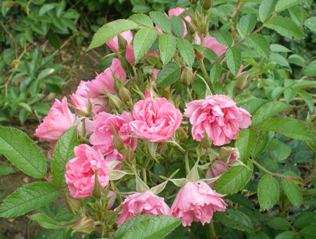 Rosa Pink Grootendorst