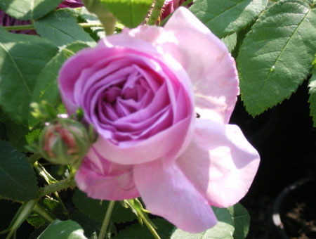 Rosa President de Seze