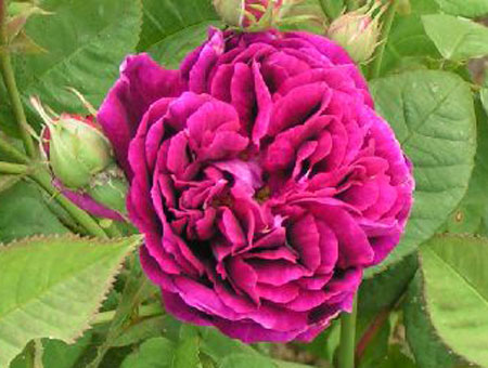 Rosa Prince Charles