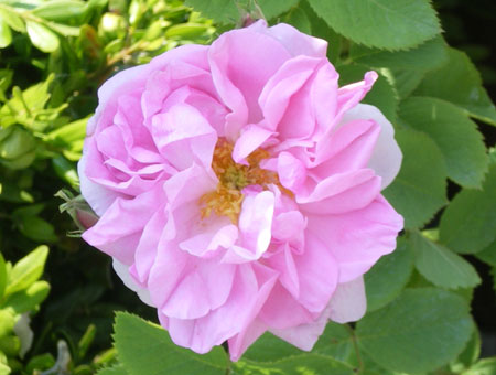 Rosa Quatre Saisons