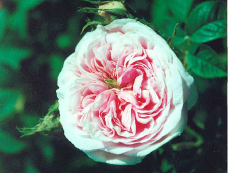 Rosa Queen of Denmark