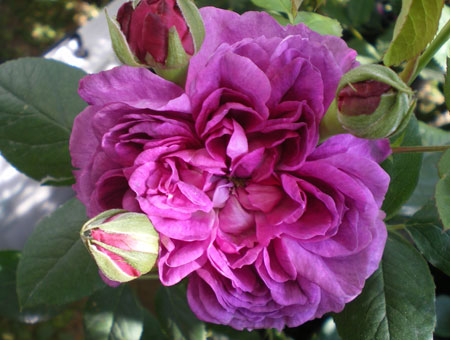 Rosa Reine de Violettes