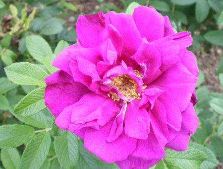 Rosa Roseraie de l'Hay