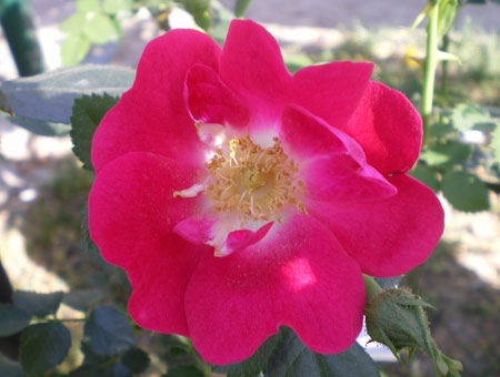 Rosa Rubiginosa