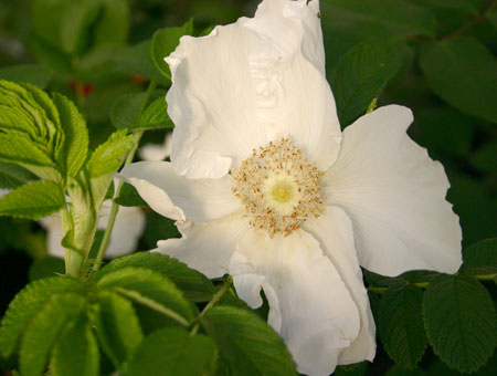 Rosa Rugosa 'Alba'