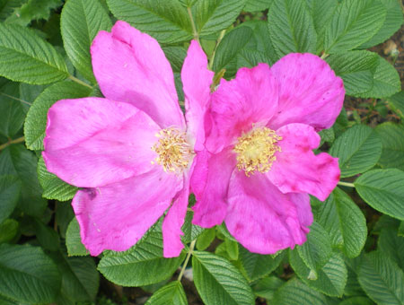 Rosa Scabrosa