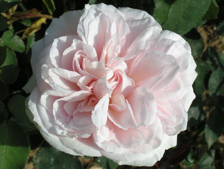 Rosa Souvenir de la Malmaison