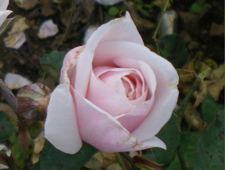 Rosa Souvenir de St. Annes