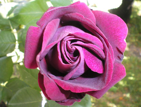 Rosa Souvenir du Dr. Jamain