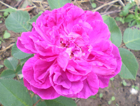 Rosa Star of Waltham