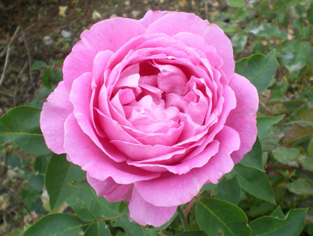 Rosa Vicks Caprice