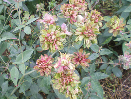 Rosa Viridiflora