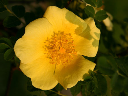 Rosa Xanthina 'Canary Bird'