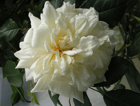 Rosa Gardenia