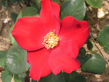 Rosa Altissimo