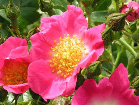 Rosa American Pillar