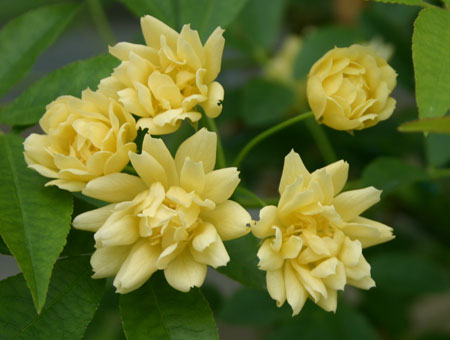 Rosa Banksiae Lutea