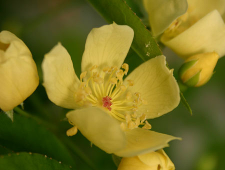 Rosa Banksiae Lutescens