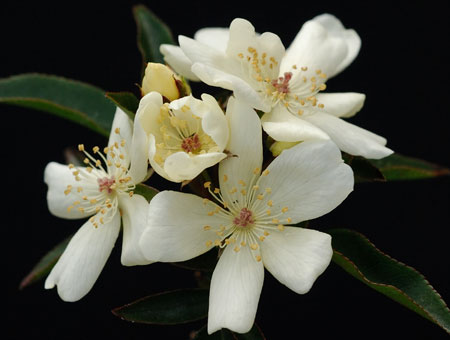 Rosa Banksiae Normalis