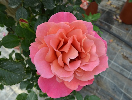 Rosa Belle Epoque