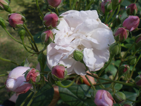 Rosa Blush Noisette