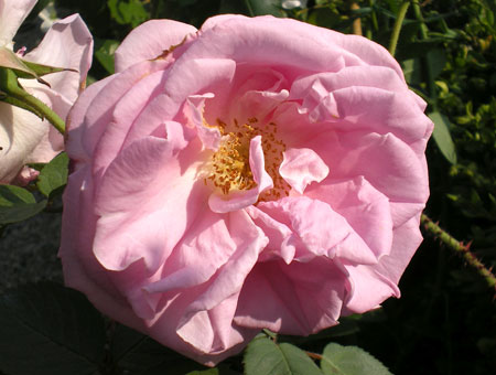 Rosa Cecile Brunner Clg.