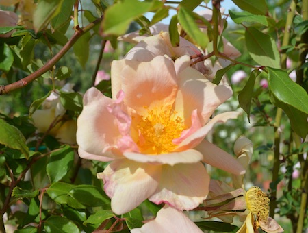 Rosa Crepuscule