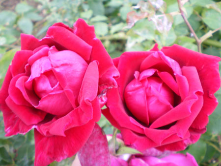 Rosa Crimson Glory Clg.
