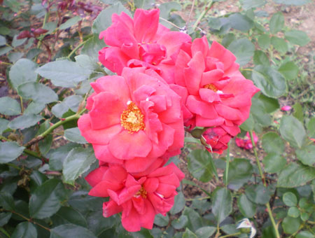 Rosa Danse de Feu