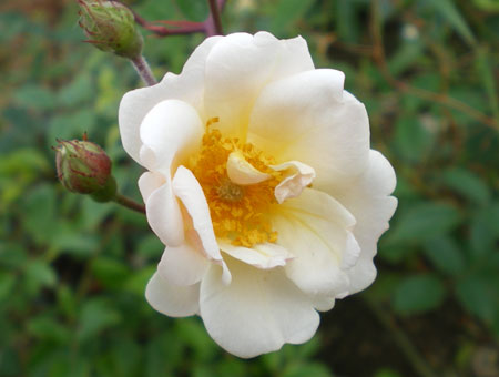 Rosa Desprez a Fleur Jaunes