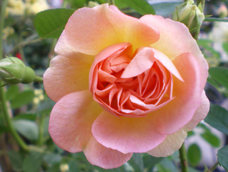 Rosa Ghislaine de Feligonde