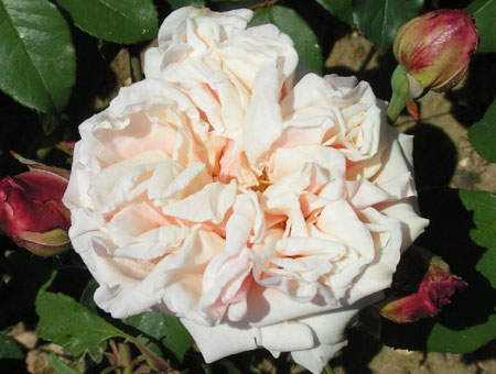 Rosa Gloire de Dijon