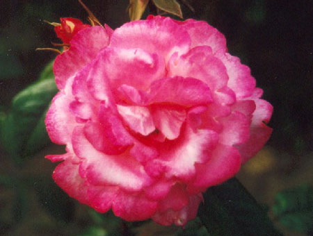 Rosa Handel