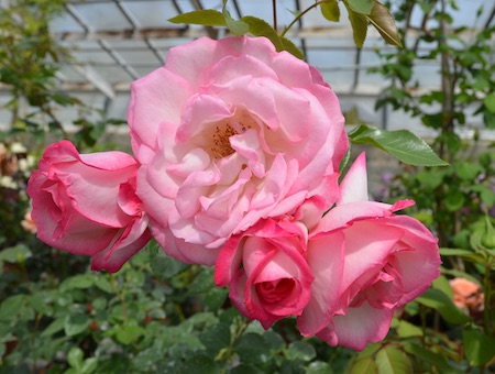 Rosa Harlekin ®