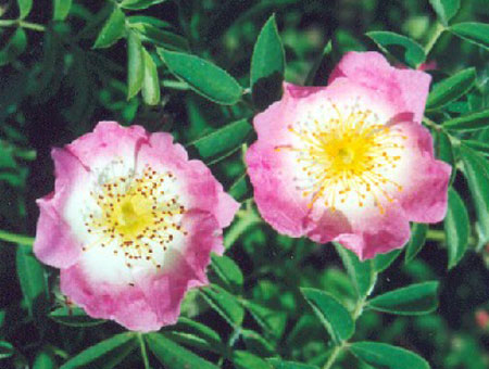 Rosa Kew Rambler