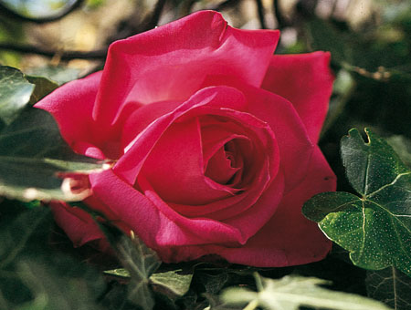 Rosa Lolita Lempicka ®