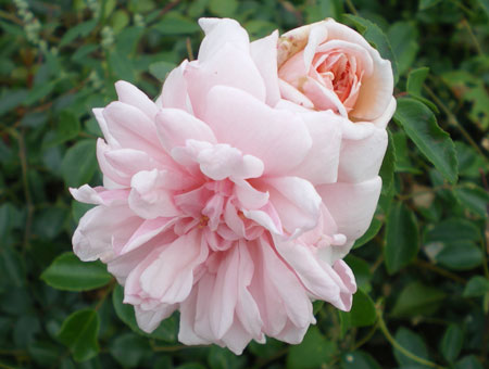 Rosa Mme Alice Garnier