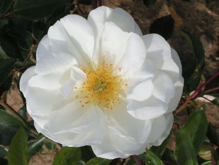 Rosa Purity