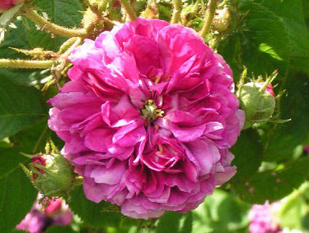 Rosa Russelliana