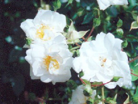 Rosa Sanders White