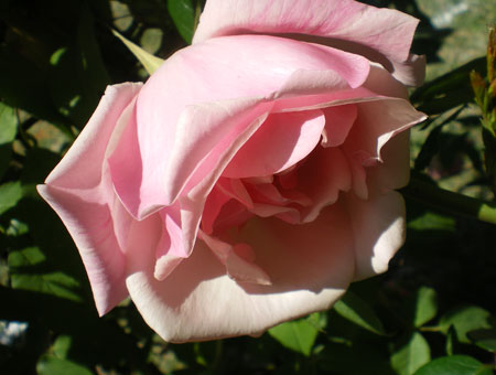 Rosa Senateur La Folette