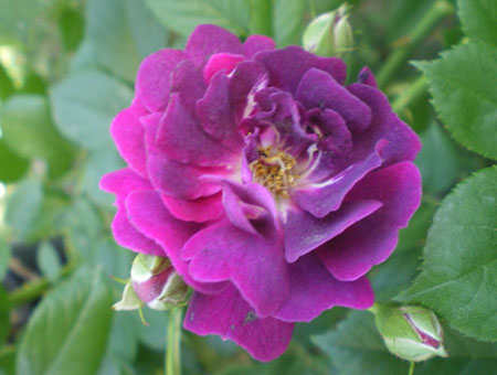 Rosa Violette