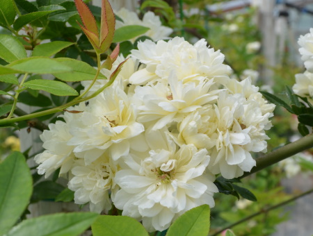 Rosa Banksia Alba Plena