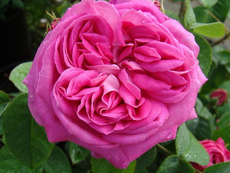 Rosa Baron Prevost