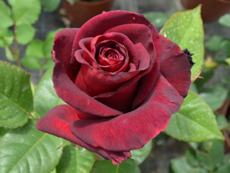 Rosa Black Baccara®