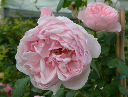 Rosa Cinderella