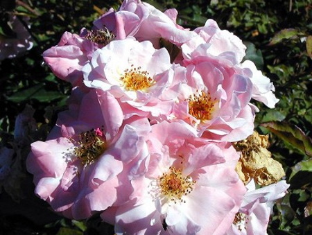 Rosa Clair Matin®