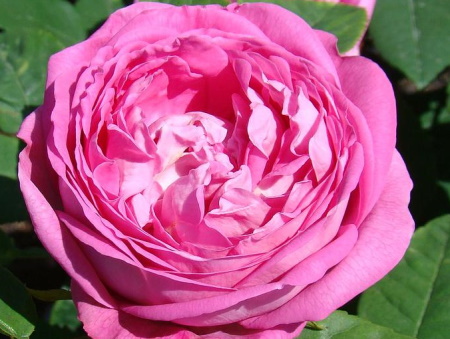 Rosa Comtesse Cecile de Chambrillant