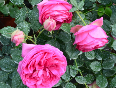 Rosa Cyclamen Pierre de Ronsard